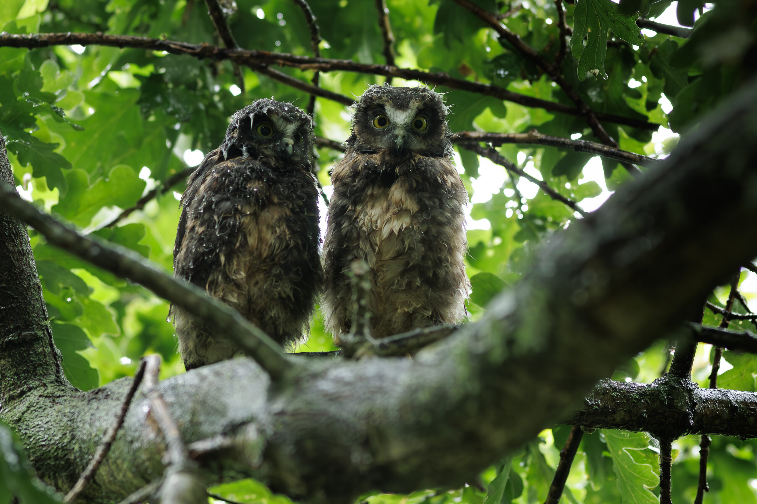 Ruru (Morepork)