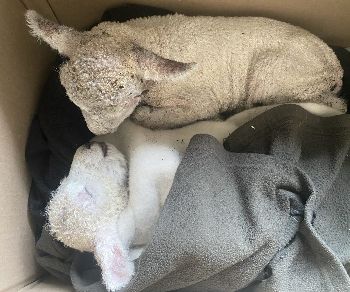 Lambing